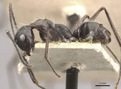 Camponotus urichi specimen CASENT0910620 image casent0910620_3