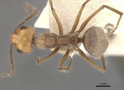 Camponotus urichi specimen CASENT0910621 image casent0910621_1