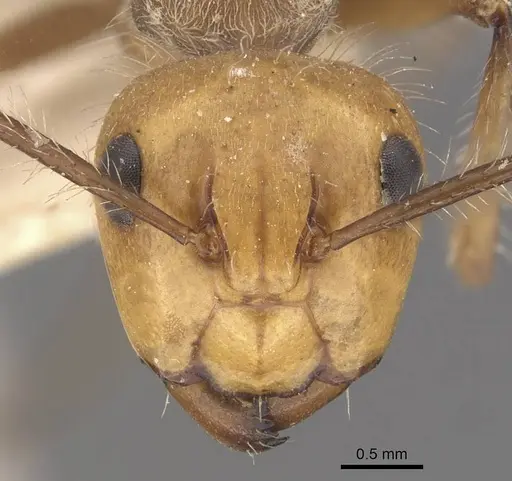 Camponotus urichi specimen CASENT0910621 image casent0910621_2