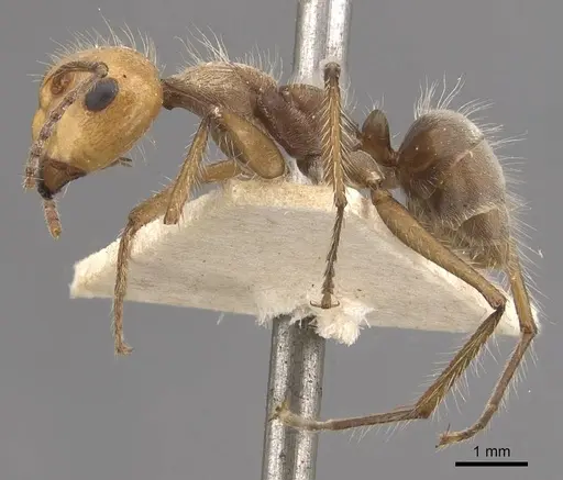 Camponotus urichi specimen CASENT0910621 image casent0910621_3