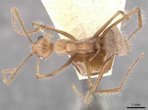 Camponotus urichi specimen CASENT0910622 image casent0910622_1