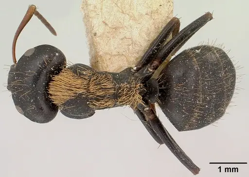 Camponotus ursus specimen CASENT0101374 image casent0101374_1
