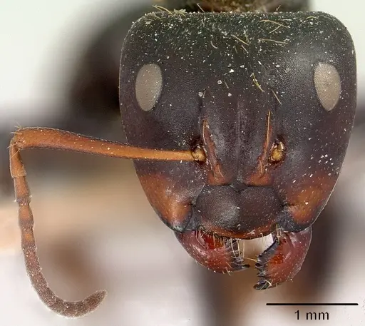 Camponotus ursus specimen CASENT0101374 image casent0101374_2