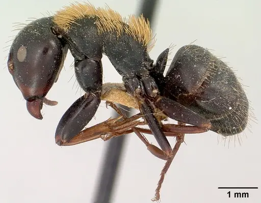 Camponotus ursus specimen CASENT0101374 image casent0101374_3