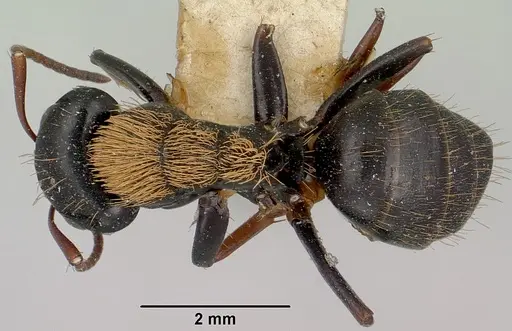 Camponotus ursus specimen CASENT0101375 image casent0101375_1