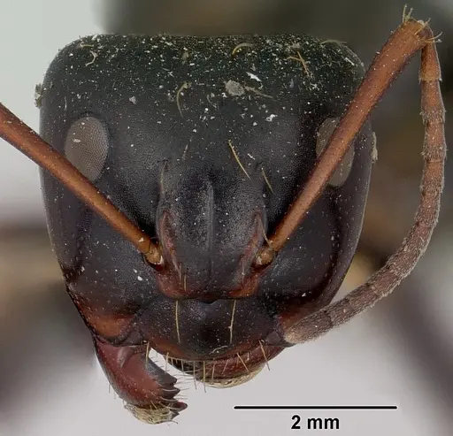 Camponotus ursus specimen CASENT0101375 image casent0101375_2