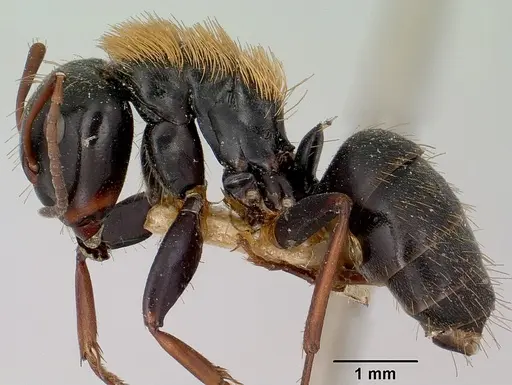 Camponotus ursus specimen CASENT0101375 image casent0101375_3