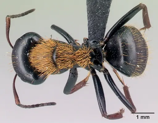 Camponotus ursus specimen CASENT0123049 image casent0123049_1