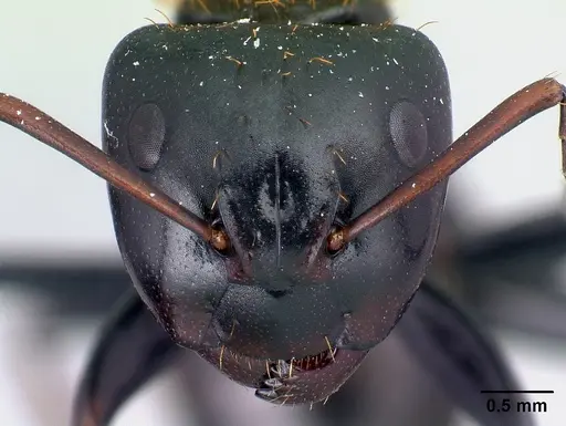 Camponotus ursus specimen CASENT0123049 image casent0123049_2