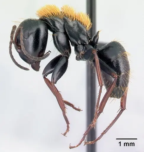 Camponotus ursus specimen CASENT0123049 image casent0123049_3