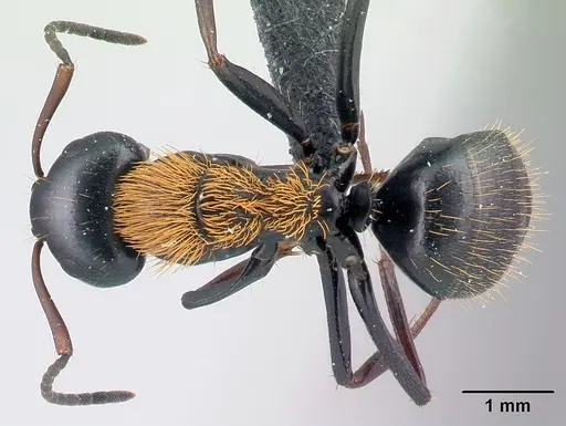 Camponotus ursus specimen CASENT0217284 image casent0217284_1