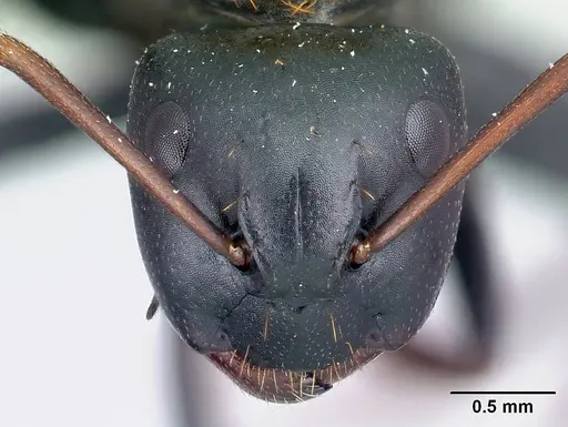 Camponotus ursus specimen CASENT0217284 image casent0217284_2