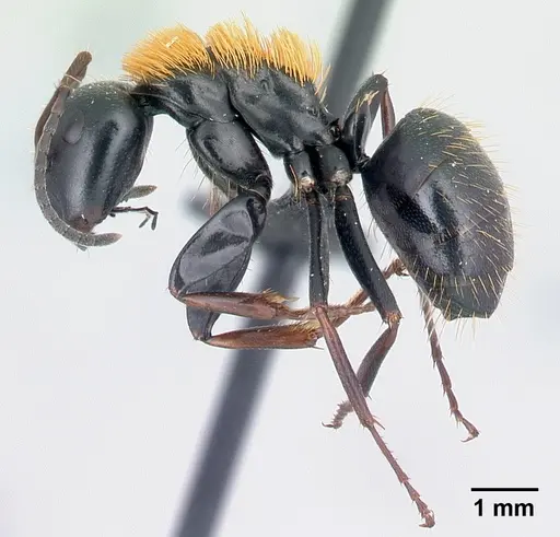 Camponotus ursus specimen CASENT0217284 image casent0217284_3