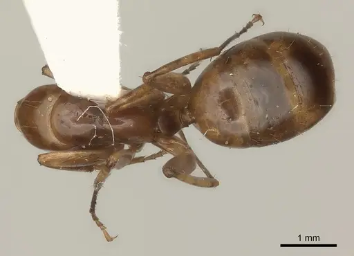 Camponotus ustus specimen CASENT0217713 image casent0217713_1