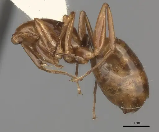 Camponotus ustus specimen CASENT0217713 image casent0217713_2