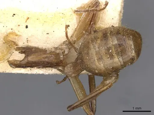 Camponotus ustus specimen CASENT0910667 image casent0910667_1