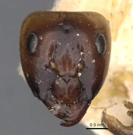 Camponotus ustus specimen CASENT0910667 image casent0910667_2
