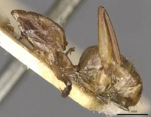 Camponotus ustus specimen CASENT0910667 image casent0910667_3