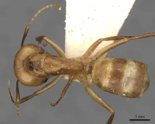 Camponotus ustus specimen CASENT0910669 image casent0910669_1