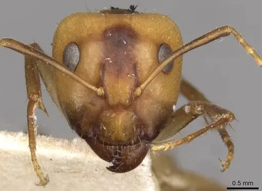 Camponotus ustus specimen CASENT0910669 image casent0910669_2