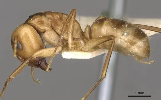 Camponotus ustus specimen CASENT0910669 image casent0910669_3