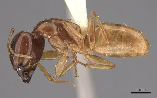 Camponotus ustus specimen CASENT0923560 image casent0923560_1