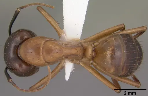 Camponotus vafer specimen CASENT0102786 image casent0102786_1