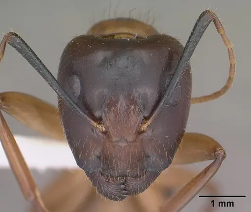 Camponotus vafer specimen CASENT0102786 image casent0102786_2