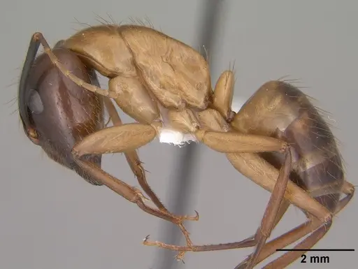 Camponotus vafer specimen CASENT0102786 image casent0102786_3