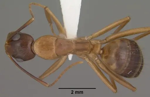 Camponotus vafer specimen CASENT0102787 image casent0102787_1
