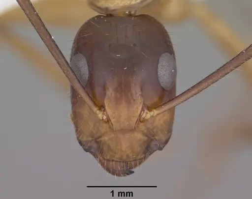 Camponotus vafer specimen CASENT0102787 image casent0102787_2