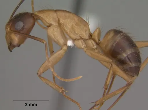 Camponotus vafer specimen CASENT0102787 image casent0102787_3