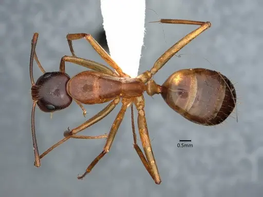 Camponotus vafer specimen CASENT0220224 image casent0220224_1