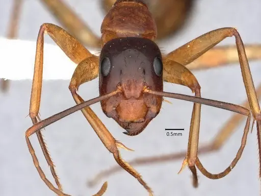 Camponotus vafer specimen CASENT0220224 image casent0220224_2