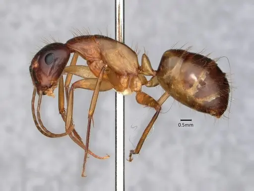 Camponotus vafer specimen CASENT0220224 image casent0220224_3