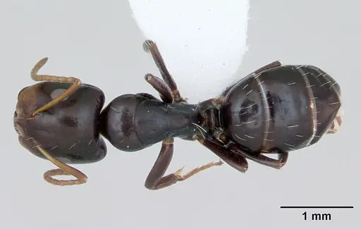 Camponotus vagulus specimen CASENT0173458 image casent0173458_1