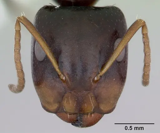 Camponotus vagulus specimen CASENT0173458 image casent0173458_2
