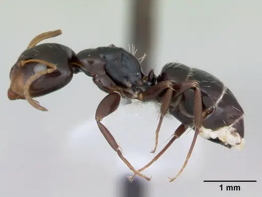 Camponotus vagulus specimen CASENT0173458 image casent0173458_3