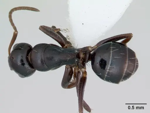 Camponotus vagulus specimen CASENT0173459 image casent0173459_1
