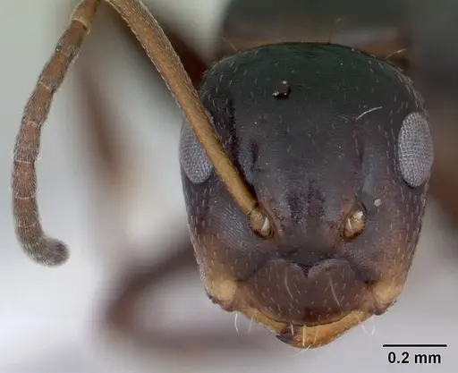 Camponotus vagulus specimen CASENT0173459 image casent0173459_2