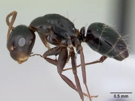 Camponotus vagulus specimen CASENT0173459 image casent0173459_3