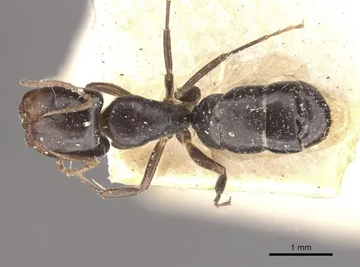 Camponotus vagulus specimen CASENT0910638 image casent0910638_1