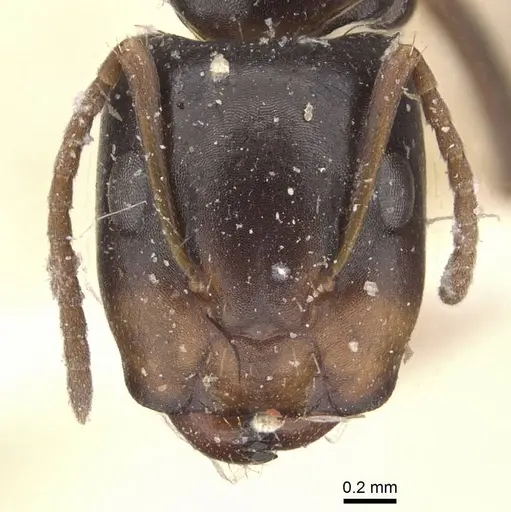 Camponotus vagulus specimen CASENT0910638 image casent0910638_2