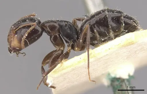 Camponotus vagulus specimen CASENT0910638 image casent0910638_3