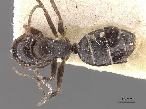 Camponotus vagulus specimen CASENT0910639 image casent0910639_1