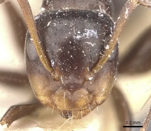 Camponotus vagulus specimen CASENT0910639 image casent0910639_2