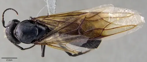 Camponotus vagus specimen ANTWEB1041843 image antweb1041843_1