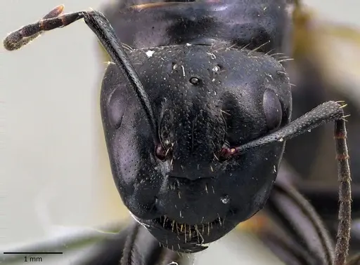 Camponotus vagus specimen ANTWEB1041843 image antweb1041843_2