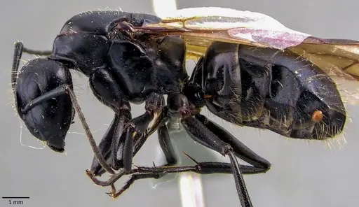 Camponotus vagus specimen ANTWEB1041843 image antweb1041843_3