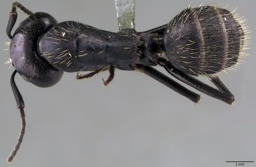 Camponotus vagus specimen ANTWEB1060047 image antweb1060047_1